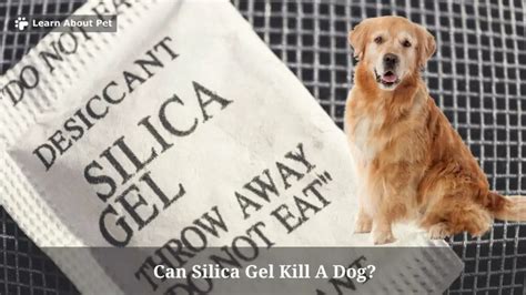 dog ate silica|is silica toxic to dogs.